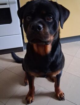 Rottweiler Diego - Fuchstal