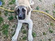 kangal Alabai welpe - Eichstätt