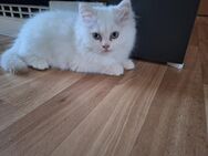 Ragdoll Kitten 3 Monate alt Bicolor - Luckenwalde