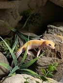 Leipardgecko Dame mit oder ohne Terrarium in 53919