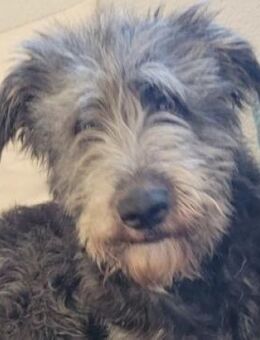 Wo findet YLVI ihr Glück? - Gefrees