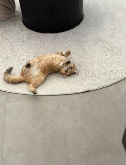 Britisch Kurzhaar Katze abzugeben. - Duisburg