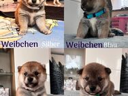 Reinrassige Shiba Inu Welpen - Rhinow