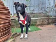 Hallo, ich bin Caruso. Adoptierst du mic - München