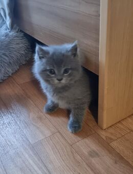 BKH Babykatze - Lahr (Schwarzwald)