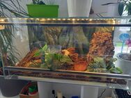 Terrarium mit 2 Kornnattern - Magstadt