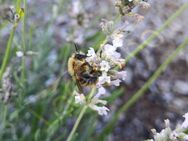 Weißer Lavendel Samen Lippenblütler Bienen Schmetterlinge Staude Strauch Lavendelsamen Duft Zierpflanze Steingarten Terasse Insektenfreund SWR Treffpunkt - Pfedelbach