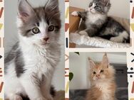 Tolle Maine Coon Kitten , Katzen Kater - Nürnberg