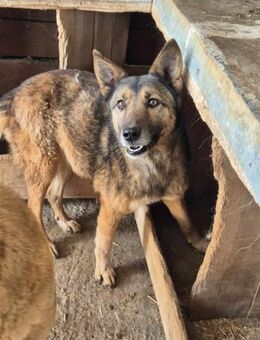 EMMI sucht erfahrene Hundemenschen - Neuberg