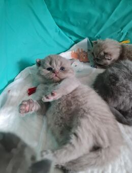 BKH Kitten - Germersheim