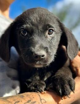 CHANDLER - kleine, schwarze Perle - Duisburg