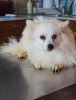 Mercurio ❤️ Schutzgebühr 500 Euro - Burgsinn