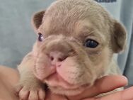 Französische bulldogge welpen isabella tan mit blauen Augen - Emden