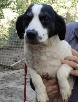 Lisa - Notfall ‼️ - Würzburg