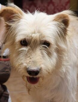 Pelu, verträglich, vorsichtig,lernwillig - Westerholt