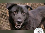 Rio ein Hund mit Herz am rechten Fleck - Kirchzell