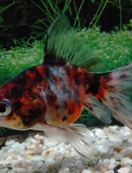 Schleierschwanz Calico - Hohenroth