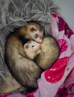 Frettchen Rüde & Fähe - Oberhausen