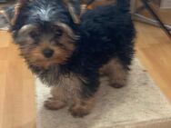 Yorkshire Terrier (männlich) - Fürstenwalde (Spree)