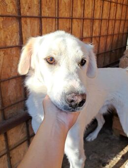 YUKI- sanfter Riese sucht seine Menschen - Konstanz