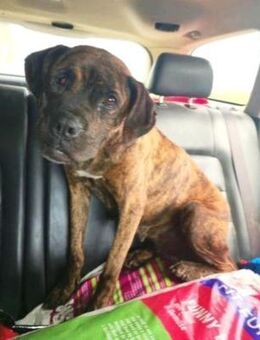 Mocka ist eine ganz liebe Boxerhündin - Karben