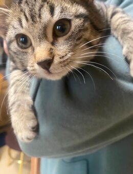 Weibliches Kätzchen - Siegen (Universitätsstadt)