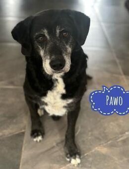 Pawo der allerliebster Senior - Flörsheim-Dalsheim