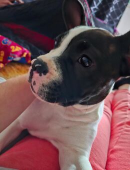 Hundewelpe 5 Monate alt - Erfurt