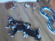 Süße reinrassige Maine Coon. - Dürmentingen