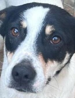 ANIKA-menschen bezogene Hündin, 45 cm - Rösrath