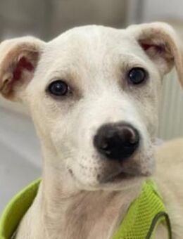 Atreyu, geb. ca. 08/2025, GRIECHENLAND - Euskirchen