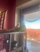 Gesunde Wellensittiche und Nymphensittiche abzugeben in 83224