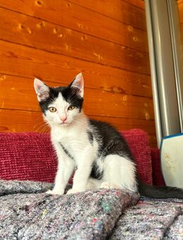 spße Babykatzen suchen ein neues Zuhause - Frankenthal (Pfalz)