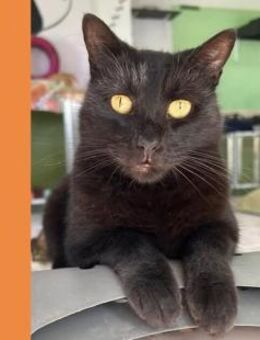 Kater Obelix- evtl Einzelkatze - Bochum