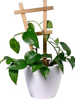 dobar Green Label Blumentopf-Rankhilfe 4er-Set Rankgitter #29285 - Birkenfeld (Baden-Württemberg)