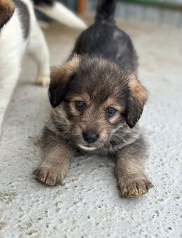 Andromeda möchte eine Happy - End Story - Celle