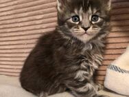Maine Coon Kitten - Haar