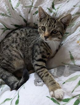 Kitten 15 Wochen alt, ein Mädchen - Sofort Abgabebereit - Windeck