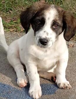 Welpe Snoopy-Menschenfreund - VORGEMERKT - Krefeld