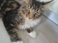 1 Süßes Maine Coon Mädchen sucht noch neues Zuhause - Falkenberg (Elster) Zentrum