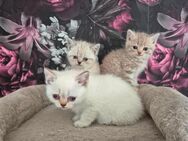 Bkh Kitten - Köthen (Anhalt)