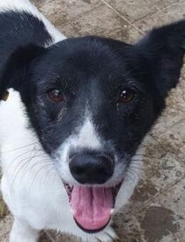 TABASCO-charmanter Jung-Rüde, 37 cm - Rösrath