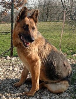 Schäfi-Mix Vučica 💗 sucht viel Liebe - Hamburg