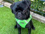 Mops 6 monate - Garbsen