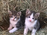 KITTEN suchen neues Zuhause - Stolzenau