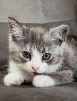 Bkh kitten - Düren