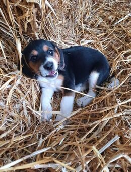 Jack Russell × Beagle Welpen - Jürgenshagen