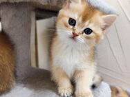 BKH Gold Shaded letze Jungs Kitten.Sofort Abgabe - Altenstadt (Hessen)