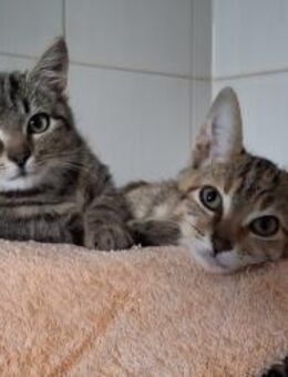 Artemis und Serafina - Nidda