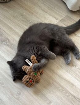 Kater sucht neues Traum Zuhause - Hartmannsdorf (Kirchberg)